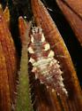 Lacewing - larva - Chrysoperla