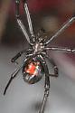 southern black widow - Latrodectus mactans - female