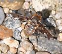 Bee Fly - Exoprosopa fascipennis - female