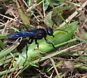 Thread-waisted wasp Sphecidae - Sphex pensylvanicus - female
