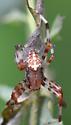 spider - Araneus marmoreus