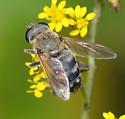 Fly - Lejops polygrammus - female