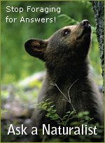 Stop foraging for answers-- Ask a Naturalist