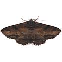Lunate Zale Moth For Illinois In October - Zale lunata - female