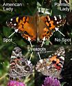 American and Painted Ladies At A Glance - Vanessa