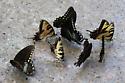 Puddling Behavior - Papilio - male