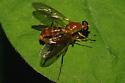 Mating Soldier Flies - Ptecticus trivittatus - male - female