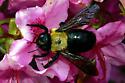 Eastern Carpenter Bee - Xylocopa virginica? - Xylocopa virginica - female