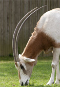 Scimitar-horned oryx. Credit: © National Zoo
