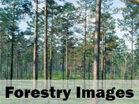 forestry images