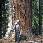 Tim Lovitt, a seasonal forester, stands next to the base of a 240-foot ponderosa pine, which has a smaller diameter than the ponderosa “Phalanx.”
