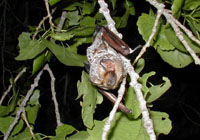 Photo of a hoary bat (Lasiurus cinereus) in a tree. Photo by Paul Cryan.