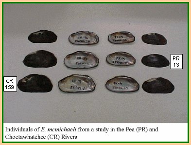 Individuals of E. mcmichaeli from a study in the Pea and Choctawhatchee rivers - click to enlarge