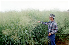 Photo of a man with swtichgrass growing in a field.