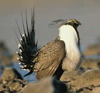 Greater sage grouse [Photo: U.S. Fish and Wildlife Service]