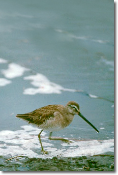 Dowitcher on the beach.  Photo Credit:  FWS