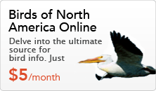 Birds of North America Online, ultimate source for bird info, join for $5/month