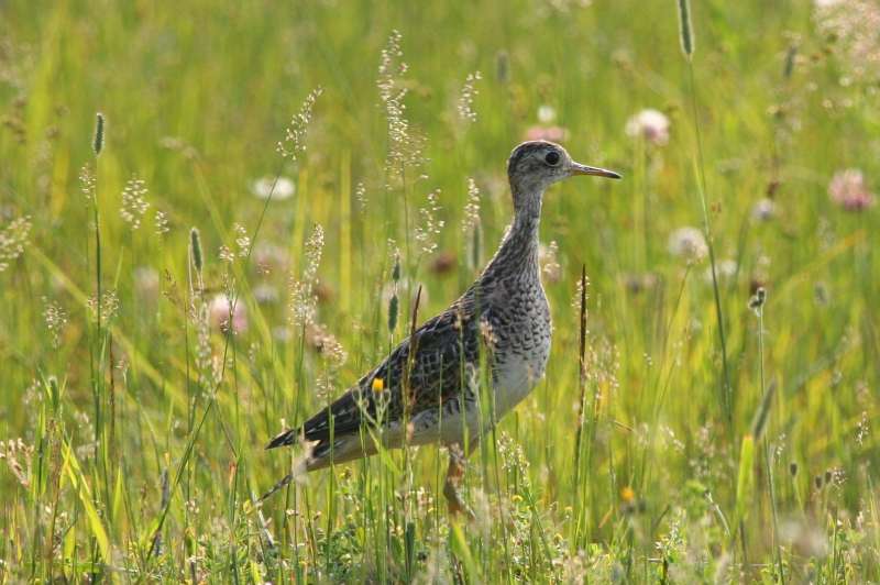 Image of an Upland Sandpiper / Photo: F & S Horvath