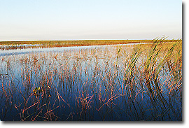 Everglades_WetlandsHabitat.jpg