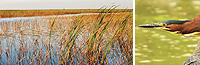 Wetlands_smallbanner.jpg