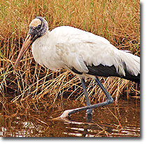 WoodStork_Wetlands.jpg