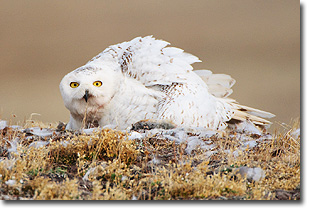 SnowyOwl_Arctic