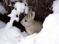 Pygmy Rabbit in snow.