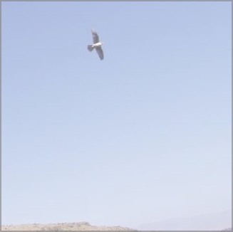 Prairie falcon in flight.