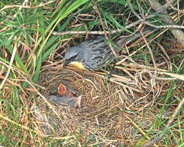 Male Kirtland's warbler on nest with chicks.  Photo by Ron Austing