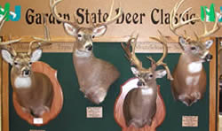 Deer Classic Display