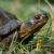 Wood turtle (Mosesso, NBII Digital Image Library)