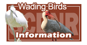 Wading Birds Information
