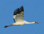 A whooping crane flying through a blue sky