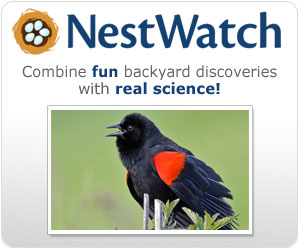 Come Join NestWatch