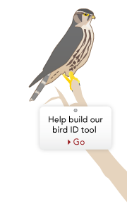 Help develop a Bird ID tool!