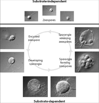 Bd life cycle