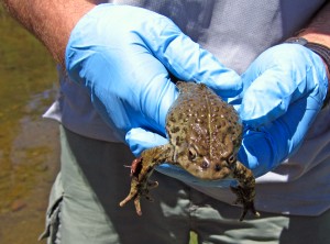 A USGS scientist holding a western toad (Bufo boreas) with gloved hands.