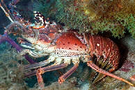 Florida Spiny Lobster