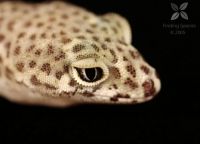Texas banded gecko (Celeonyx brevis)