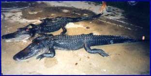 Alligator mortality - click to enlarge