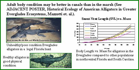 Alligator physical condition - click graphics to enlarge
