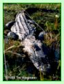 "Marsh" Alligator - click to enlarge