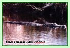 "Canal" Alligator - click to enlarge