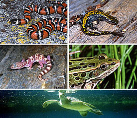 california snakes salamanders lizards frogs turtles