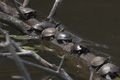 Painted Turtle (Chrysemys picta)