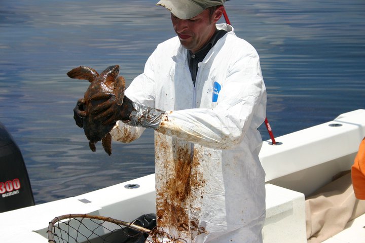 Dr. Brian Stacy, a NOAA veterinarian, cleans a young Kemp's ridley turtle aboard vessel before the captured turtles were taken to Audubon Aquarium of the Americas in New Orleans for rehabilitation. (photo courtesy NOAA, Georgia DNR)