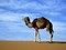 Arabian (Dromedary) Camel