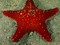 Starfish (Sea Star)