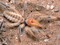 Egyptian Giant Solpugid (Camel Spider)