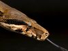 Photo: Close-up of a boa constrictor&#x27;s head